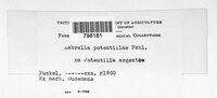 Labrella potentillae image